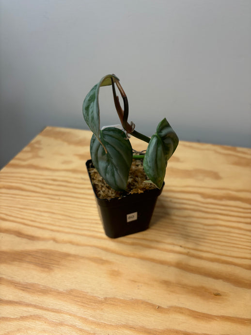80. Philodendron Sodiroi Ornatum
