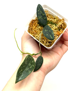 Hoya Thomsonii Splash
