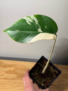 215. Monstera Deliciosa Albo Variegated