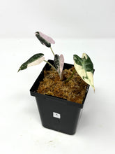 Load image into Gallery viewer, Alocasia Bambino Pink Variegated A