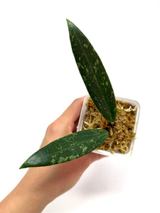 Hoya cv. Pascal