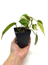 Load image into Gallery viewer, Philodendron Hederaceum ‘Rio’