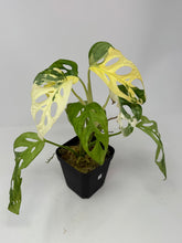 Load image into Gallery viewer, Monstera Adansonii Variegated B
