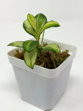 Load image into Gallery viewer, Hoya Heuschkeliana Inner Variegated