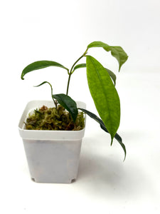 Hoya Sammannaniana