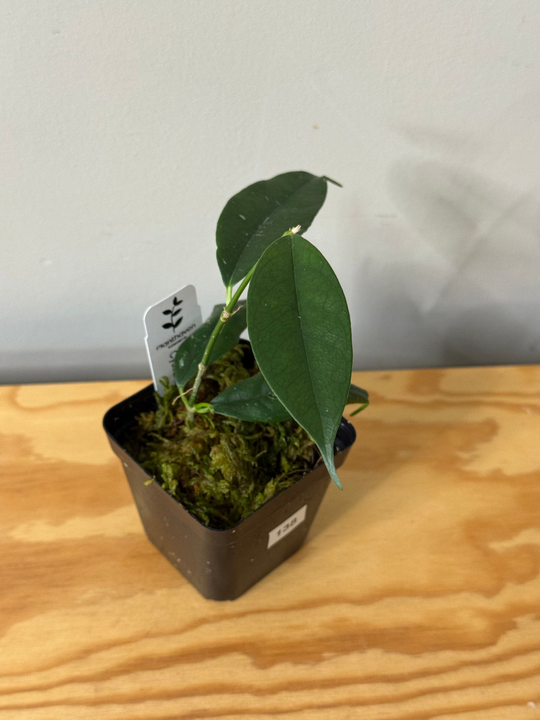 138. Hoya Cystiantha Splash (reverted)