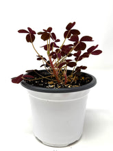 Load image into Gallery viewer, Oxalis Spiralis ssp. Vulcanicola