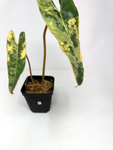 Load image into Gallery viewer, Philodendron Billietiae Variegated D