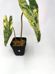Philodendron Billietiae Variegated D