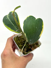 Load image into Gallery viewer, Hoya Kerrii Albo Variegated