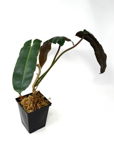 Philodendron Atabapoense