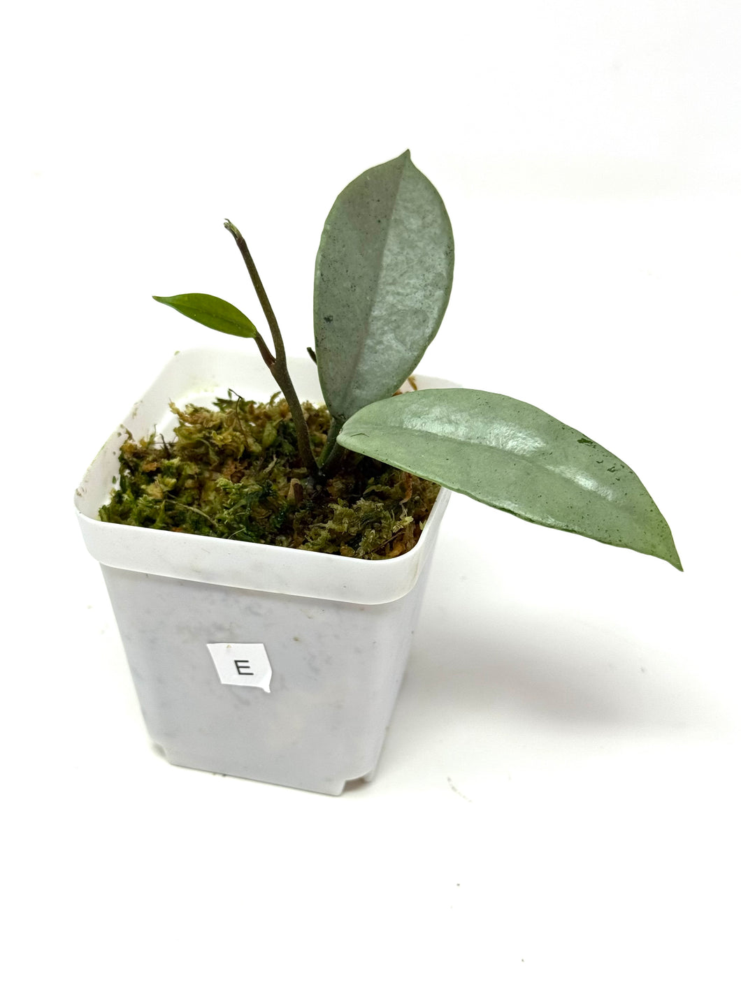 Hoya Wilbur Graves Silver E