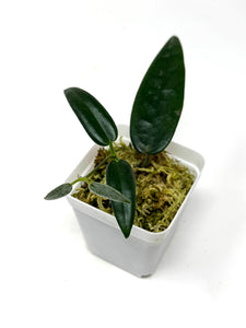 Hoya Stenaokei