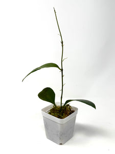 Hoya Benchaii