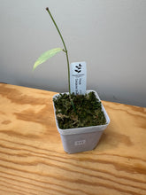 Load image into Gallery viewer, 177. Hoya Coriacea Silver