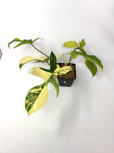 Load image into Gallery viewer, Philodendron Florida Beauty G
