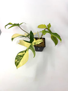 Philodendron Florida Beauty G