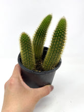 Load image into Gallery viewer, Cleistocactus Winteri “Golden Rat Tail” - Ships within Canada only small size