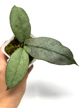Load image into Gallery viewer, Hoya Mitrata Silver D