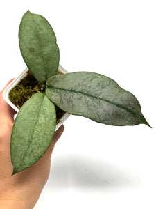 Hoya Mitrata Silver D