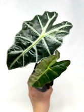 Load image into Gallery viewer, Alocasia Amazonica Variegated A