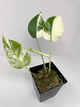 Load image into Gallery viewer, Monstera Deliciosa Albo Variegated L