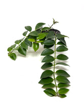 Load image into Gallery viewer, Aeschynanthus Radicans (Red Flower)