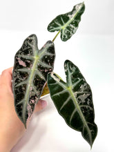 Load image into Gallery viewer, Alocasia Bambino Pink Variegated H