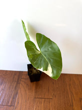 Load image into Gallery viewer, Alocasia Maccrorhiza Variegated A