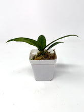 Load image into Gallery viewer, Hoya Scortechinii