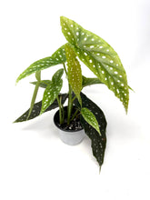 Load image into Gallery viewer, Begonia Maculata ‘Angel Wing’