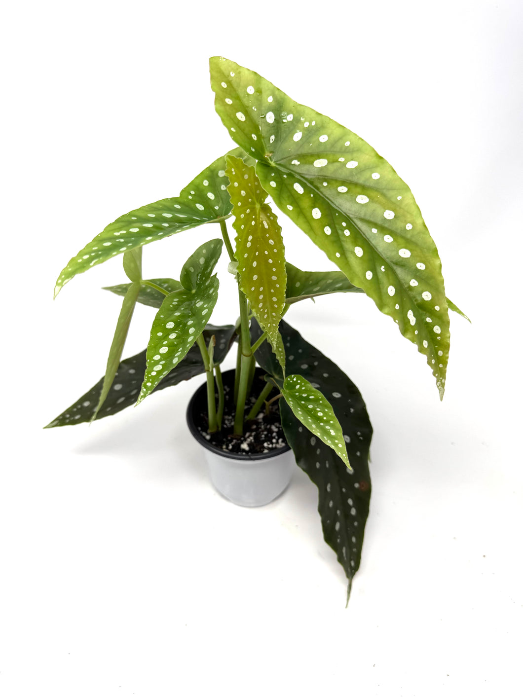 Begonia Maculata ‘Angel Wing’