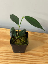 Load image into Gallery viewer, 138. Hoya Cystiantha Splash (reverted)