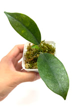 Load image into Gallery viewer, Hoya Albiflora