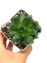 Load image into Gallery viewer, Haworthia Hanabi (Ships within Canada only)