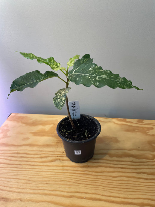 57. Ficus Aspera Variegated