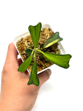 Load image into Gallery viewer, Hoya Manipurensis Variegated B