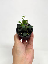 Load image into Gallery viewer, Codonanthe Devosiana 'Paula'