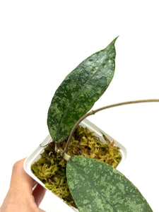 Hoya Lambii Silver C