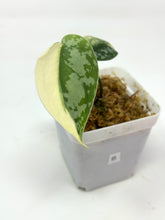 Load image into Gallery viewer, Scindapsus Mayari Variegated B