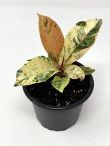 Ficus Shivereana Moonshine (Ships within Canada only)