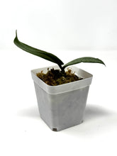 Load image into Gallery viewer, Hoya Mitrata Silver H