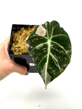 Load image into Gallery viewer, Alocasia Black Velvet Variegated B