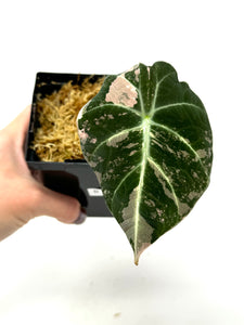 Alocasia Black Velvet Variegated B