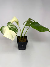 Load image into Gallery viewer, Monstera Deliciosa Albo Variegated J