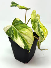 Load image into Gallery viewer, Philodendron Gloriosum Variegated E
