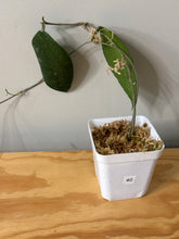 Load image into Gallery viewer, 40. Hoya Caudata Silver Ghost