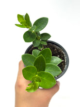 Load image into Gallery viewer, Hoya Densifolia
