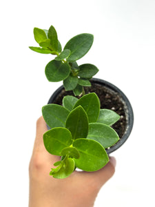 Hoya Densifolia