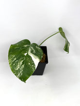 Load image into Gallery viewer, Monstera Deliciosa Albo Variegated D